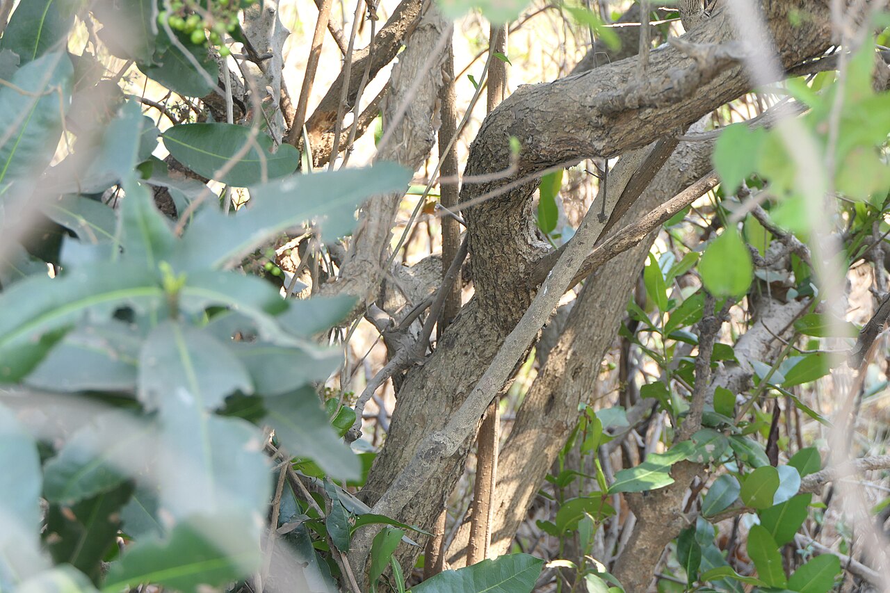 Category:Maytenus senegalensis: Gymnosporia senegalensis (Lam.) Loes.