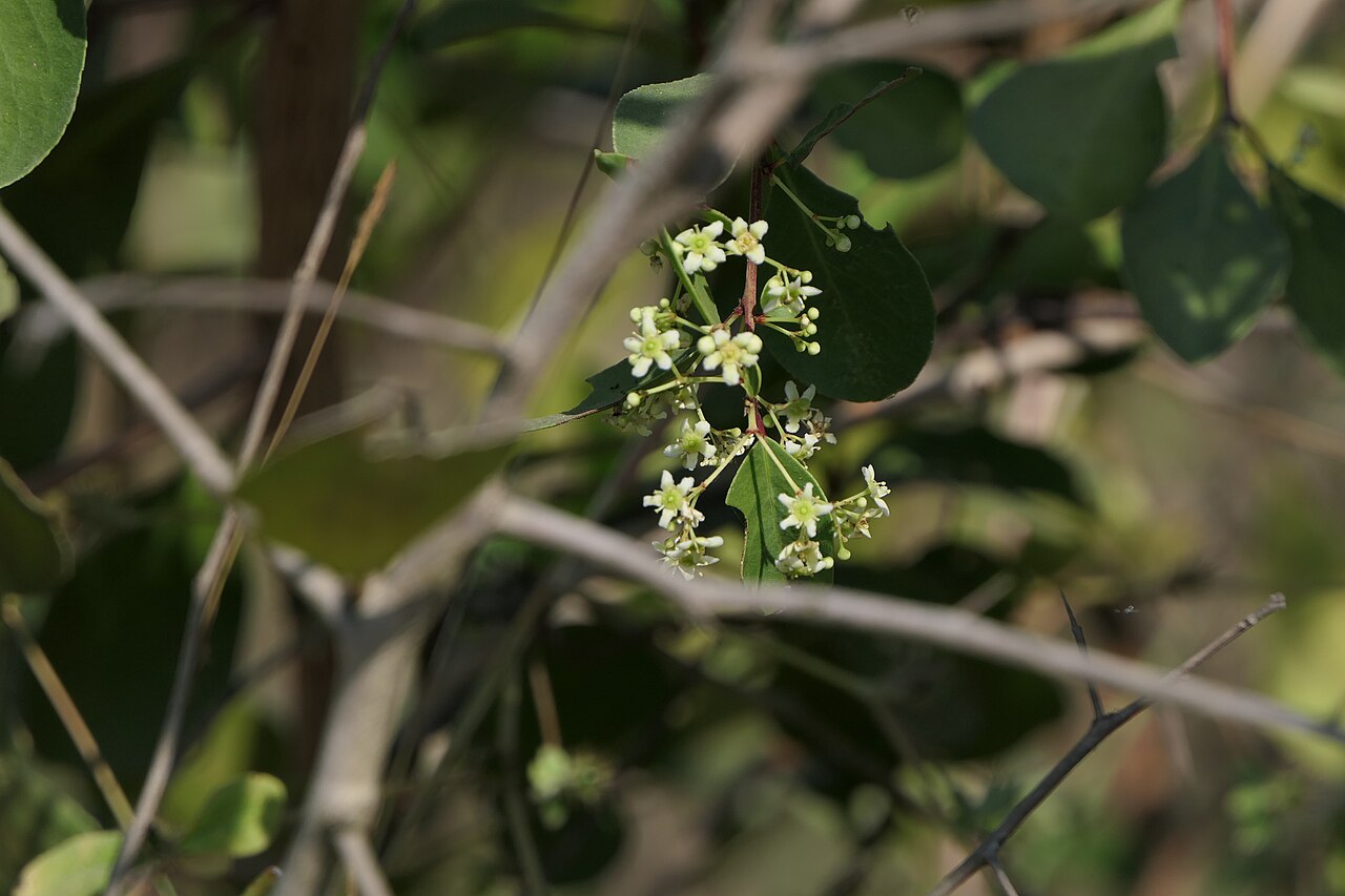 Category:Maytenus senegalensis: Gymnosporia senegalensis (Lam.) Loes.