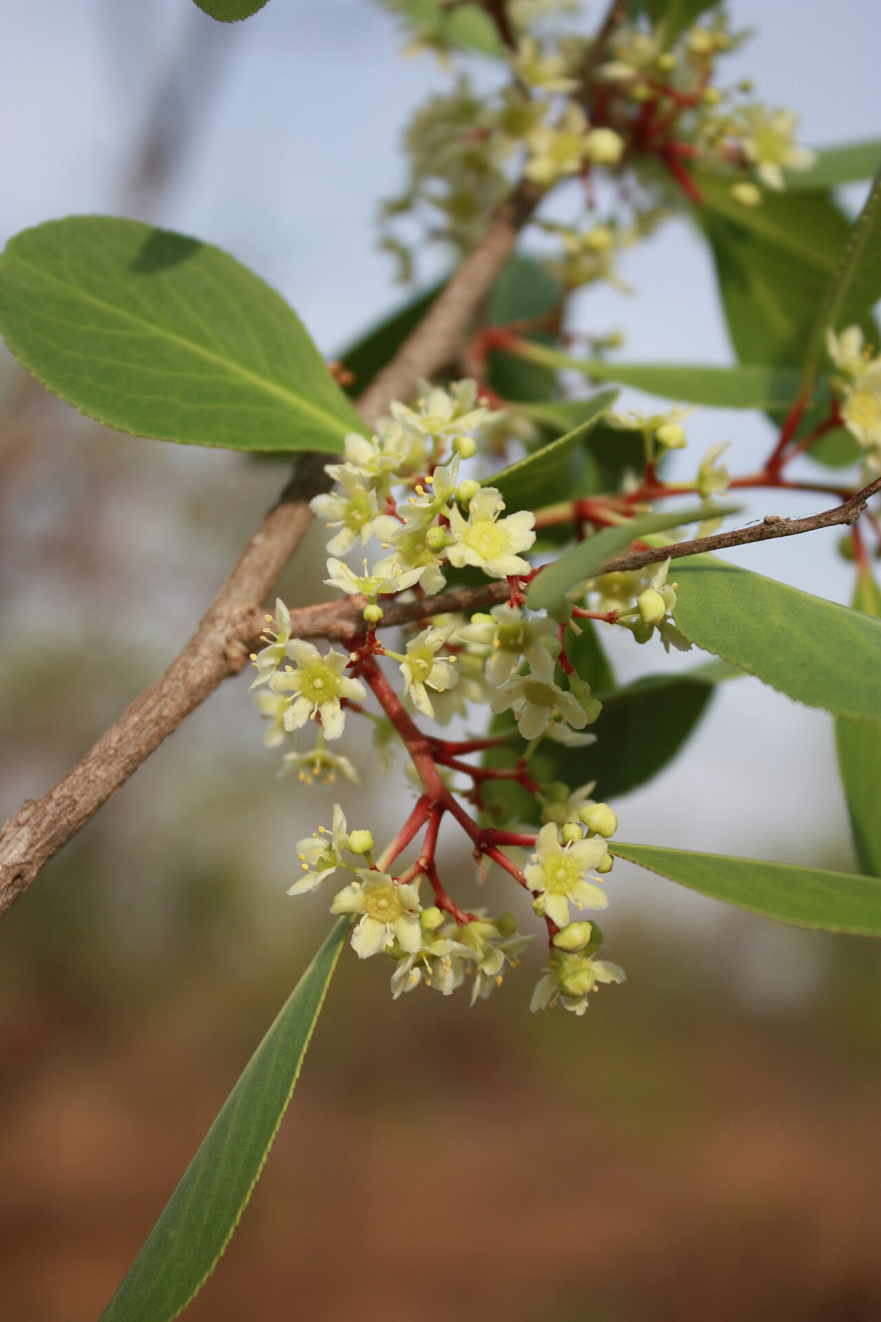 Category:Maytenus senegalensis: Flowers of Maytenus senegalensis , near Folonzo, SW Burkina Faso