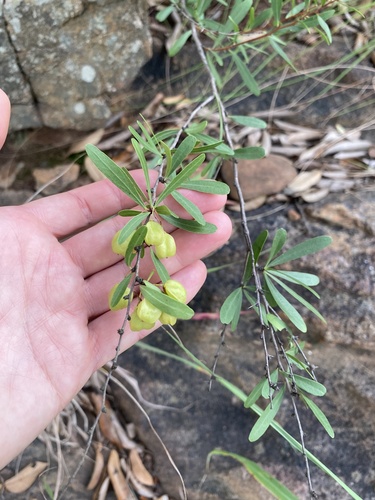 Bell spike-thorn (Gymnosporia tenuispina)