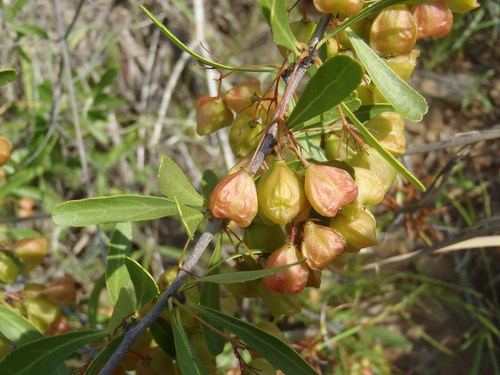 Bell spike-thorn (Gymnosporia tenuispina)