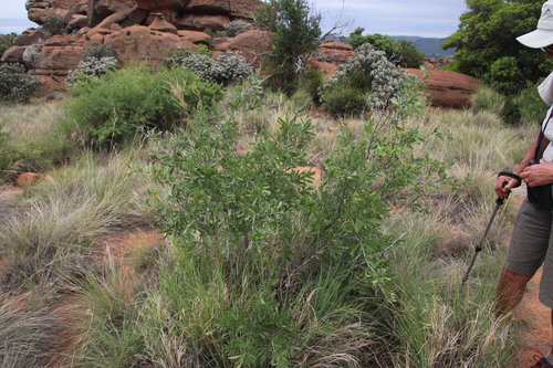 Bell spike-thorn (Gymnosporia tenuispina)