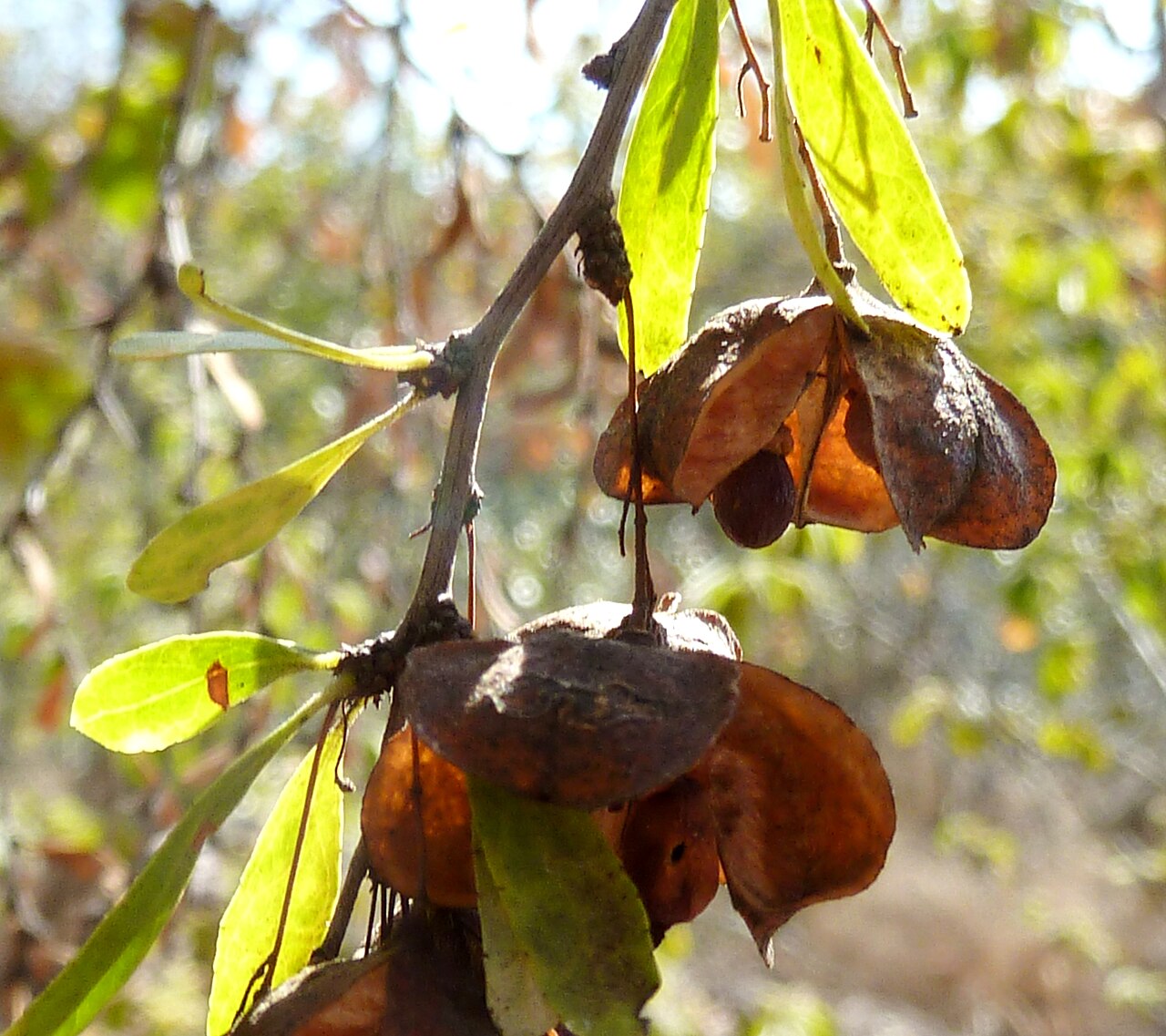 Bell spike-thorn: Old, dry fruit of a Bell spike-thorn in Eugene Marais Park, Pretoria, with visible seed and arillate structure