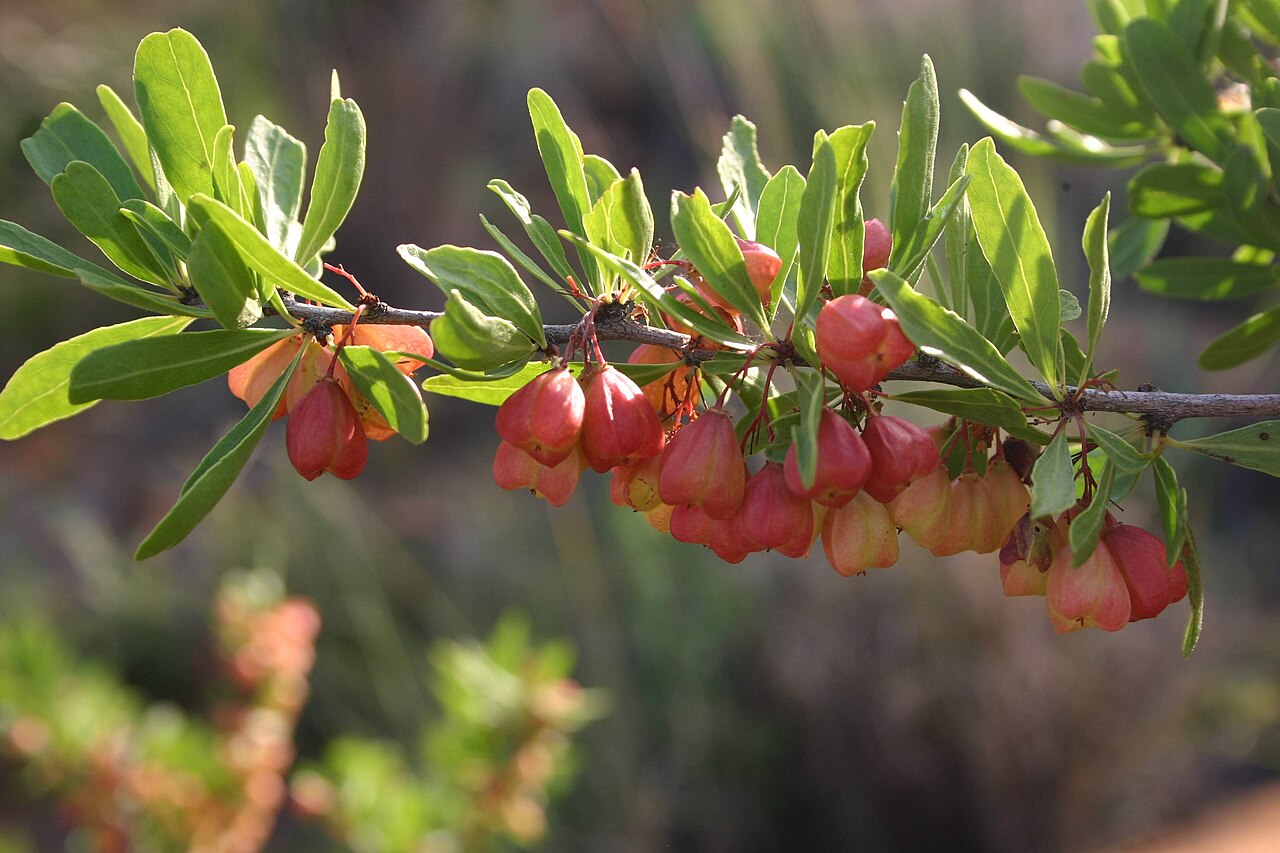 Bell spike-thorn: Fruits of Maytenus tenuispina, Hamerkop, Magaliesberg, South Africa