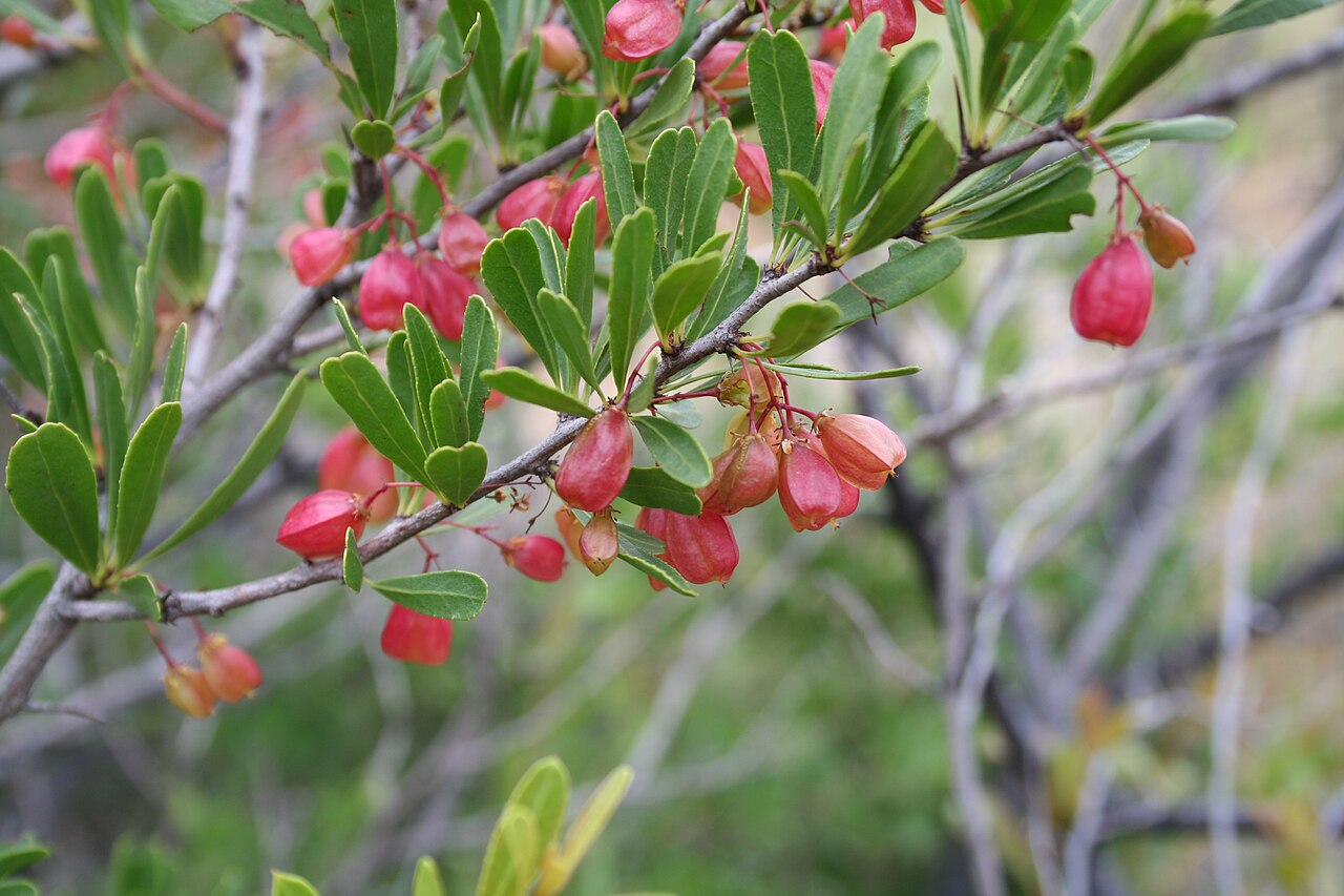 Bell spike-thorn: Gymnosporia tenuispina (syn. Maytenus tenuispina ), Mountain Sanctuary Park, South Africa