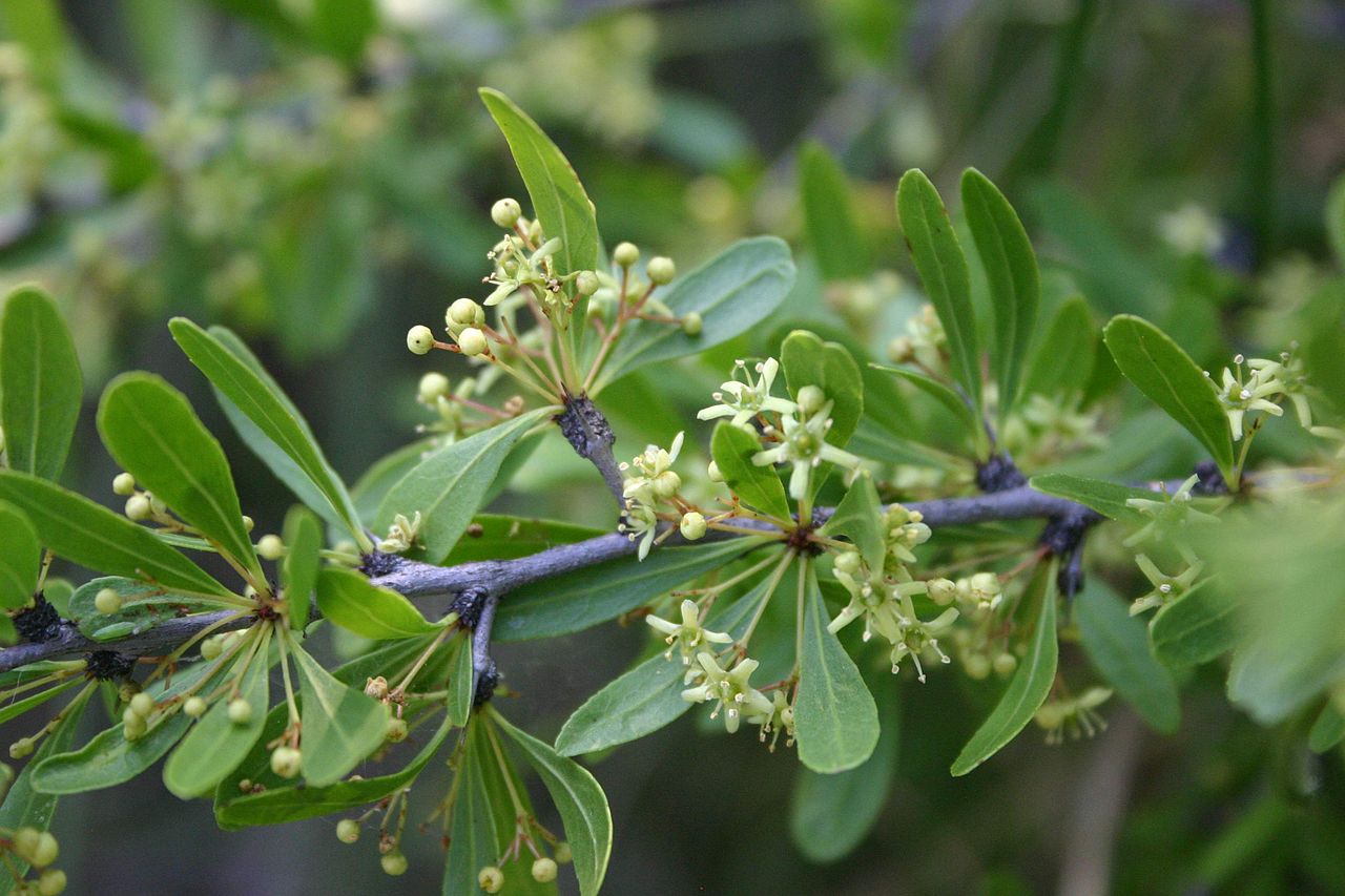 Bell spike-thorn: Maytenus tenuispina flowers and foliage, Hamerkop, Magaliesberg, South Africa