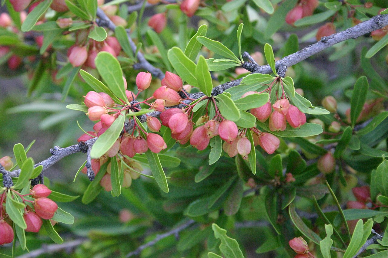 Bell spike-thorn: Fruits of Maytenus tenuispina, Hamerkop, Magaliesberg, South Africa