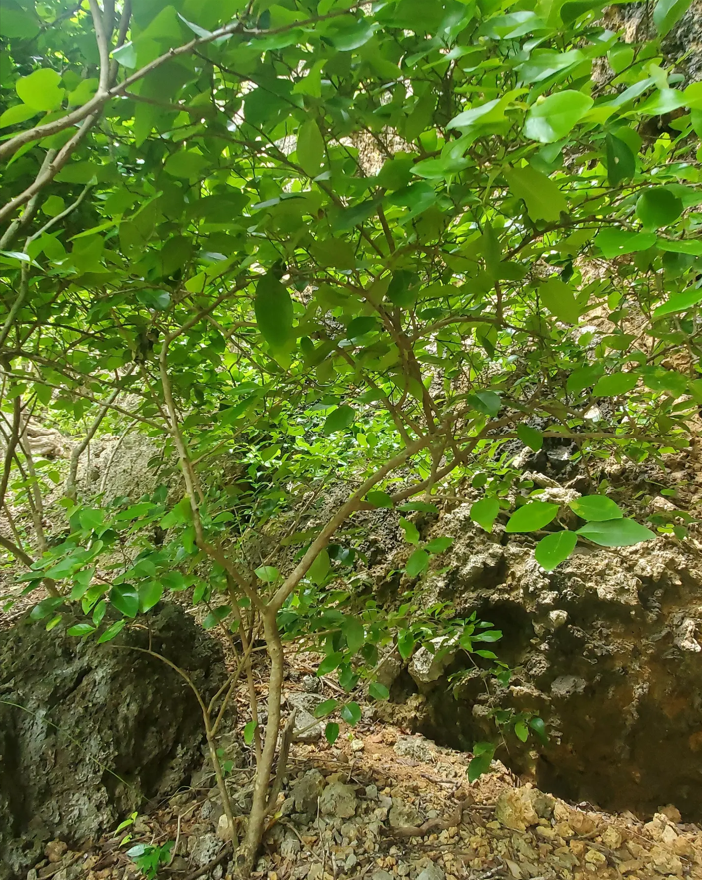 Thompson's gymnosporia: Gymnosporia thompsonii, Talofofo, Guam