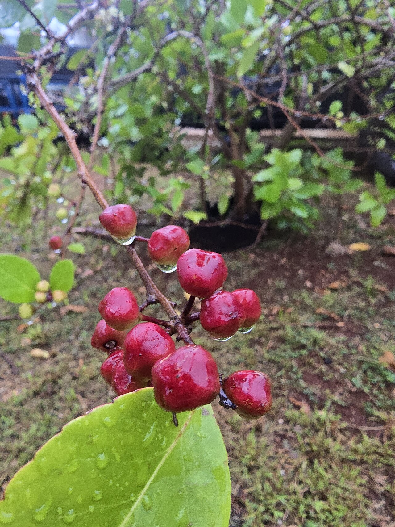 Thompson's gymnosporia: Maytenus thompsonii (Gymnosporia thompsonii) - Luluhut - Fruit - Guam