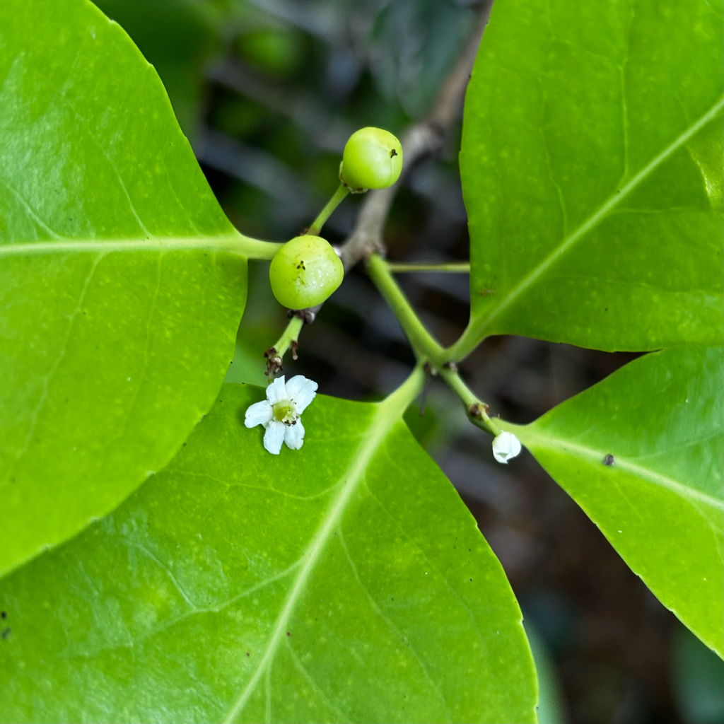 Thompson's gymnosporia (Gymnosporia thompsonii)