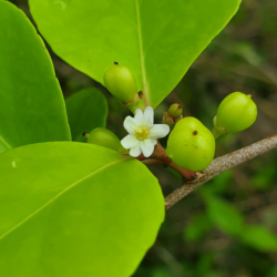 Thompson's gymnosporia: Gymnosporia thompsonii flower and fruits, Dededo, Guam