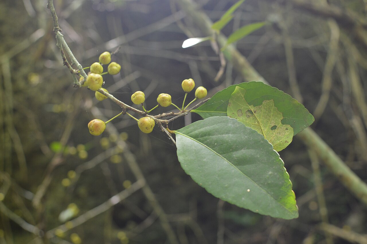 Thompson's gymnosporia: Gymnosporia thompsonii leaves and immature fruits, Saipan, Commonwealth of the Northern Mariana Islands, USA