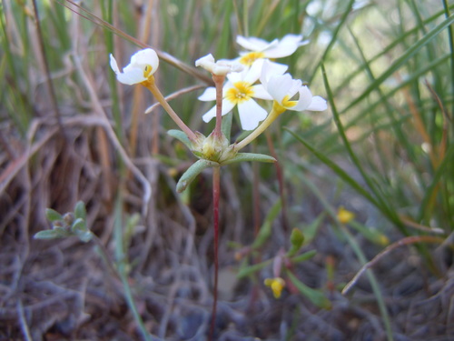 Nakedstem gymnosteris (Gymnosteris nudicaulis)