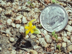 Nakedstem gymnosteris (Gymnosteris nudicaulis)