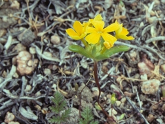 Nakedstem gymnosteris (Gymnosteris nudicaulis)