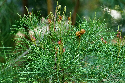 Daintree oak: By Tatiana Gerus : " Not a pine! not conifer. Gymnostoma australianum It is a rare small tree from the World Heritage Forests of Far North Australia. Common nam