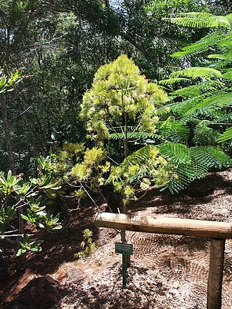 Gymnostoma chamaecyparis: Gymnostoma chamaecyparis du parc forestier de Nouméa - Nouvelle-Calédonie