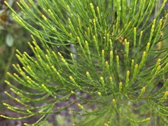 Gymnostoma deplancheanum (Gymnostoma deplancheanum)