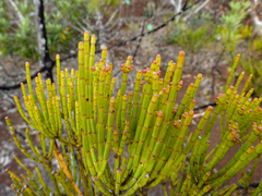 Gymnostoma deplancheanum (Gymnostoma deplancheanum)