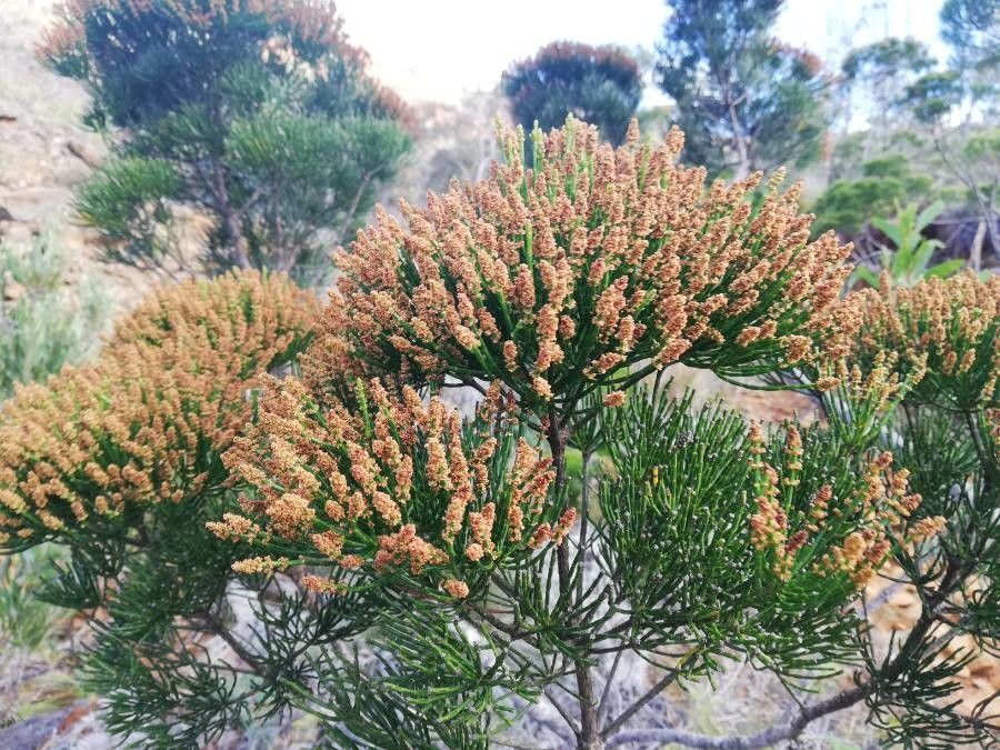 Gymnostoma deplancheanum (Gymnostoma deplancheanum)