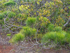Gymnostoma deplancheanum (Gymnostoma deplancheanum)