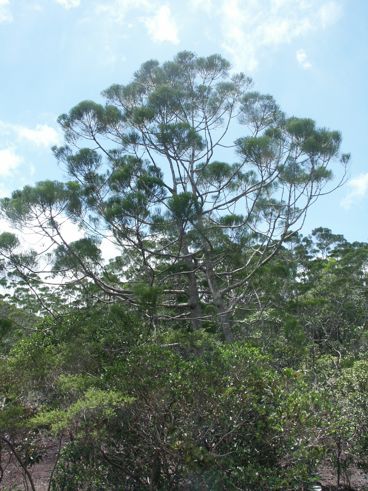 Gymnostoma deplancheanum: Gymnostoma deplancheanum - Spécimen très âgé - Proximité du col de Prony - Nouvelle-Calédonie.