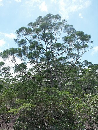 Gymnostoma deplancheanum: Gymnostoma deplancheanum - Spécimen très âgé - Proximité du col de Prony - Nouvelle-Calédonie.