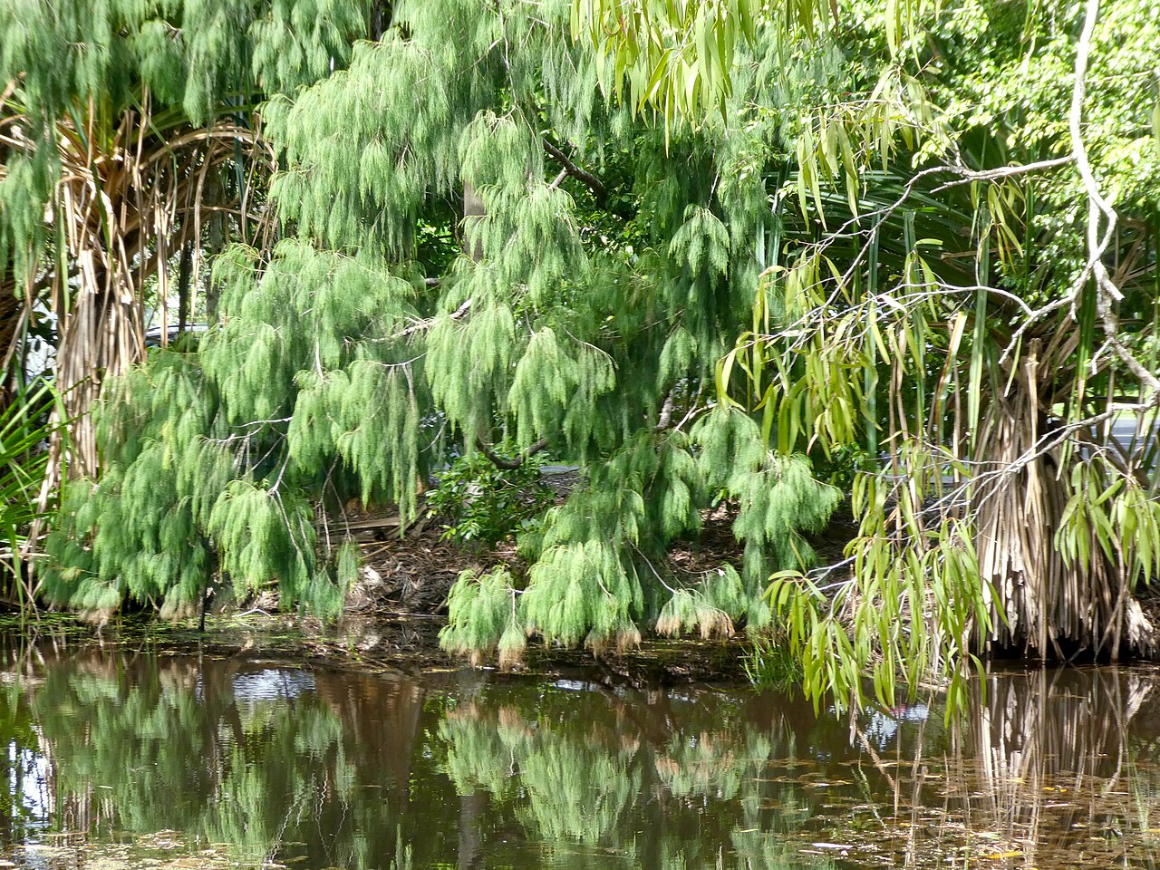 Gymnostoma papuanum: Gymnostoma papuanum at Cairns Botanic Gardens