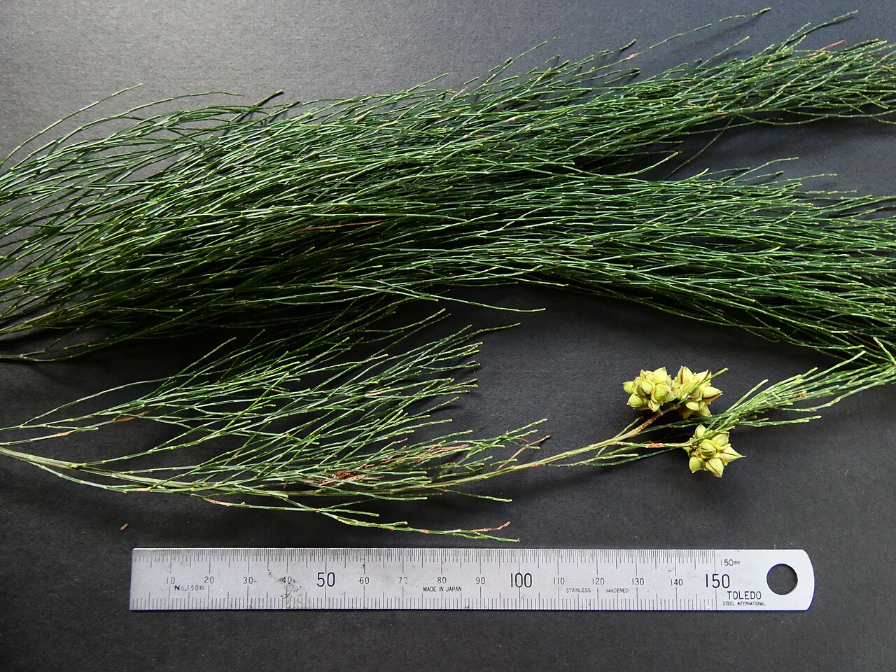 Gymnostoma papuanum: Gymnostoma papuanum leaves and immature fruit