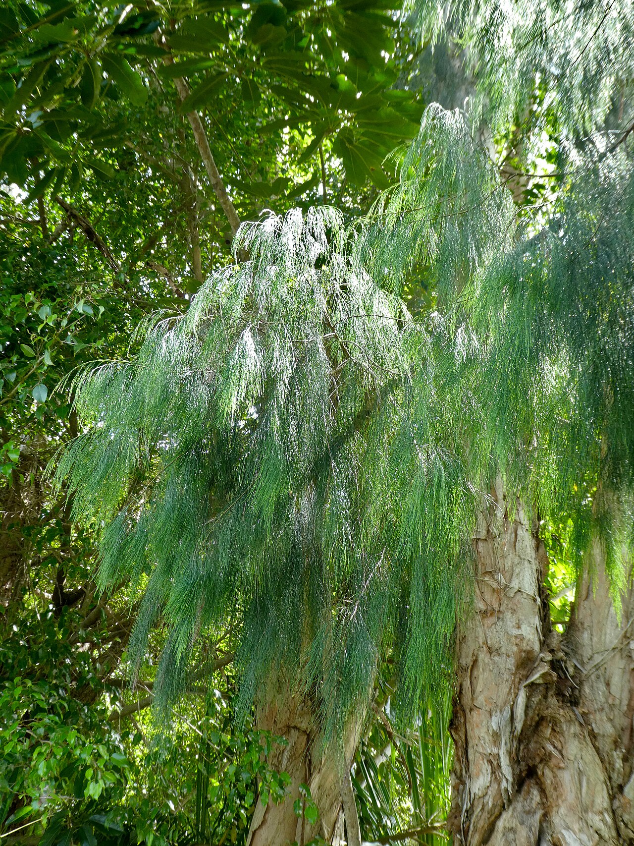 Gymnostoma papuanum: Gymnostoma papuanum at Cairns Botanic Gardens
