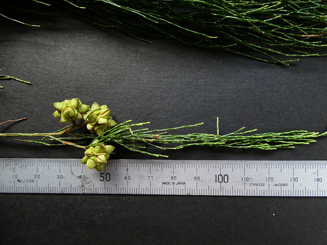 Gymnostoma papuanum: Gymnostoma papuanum leaves and immature fruit