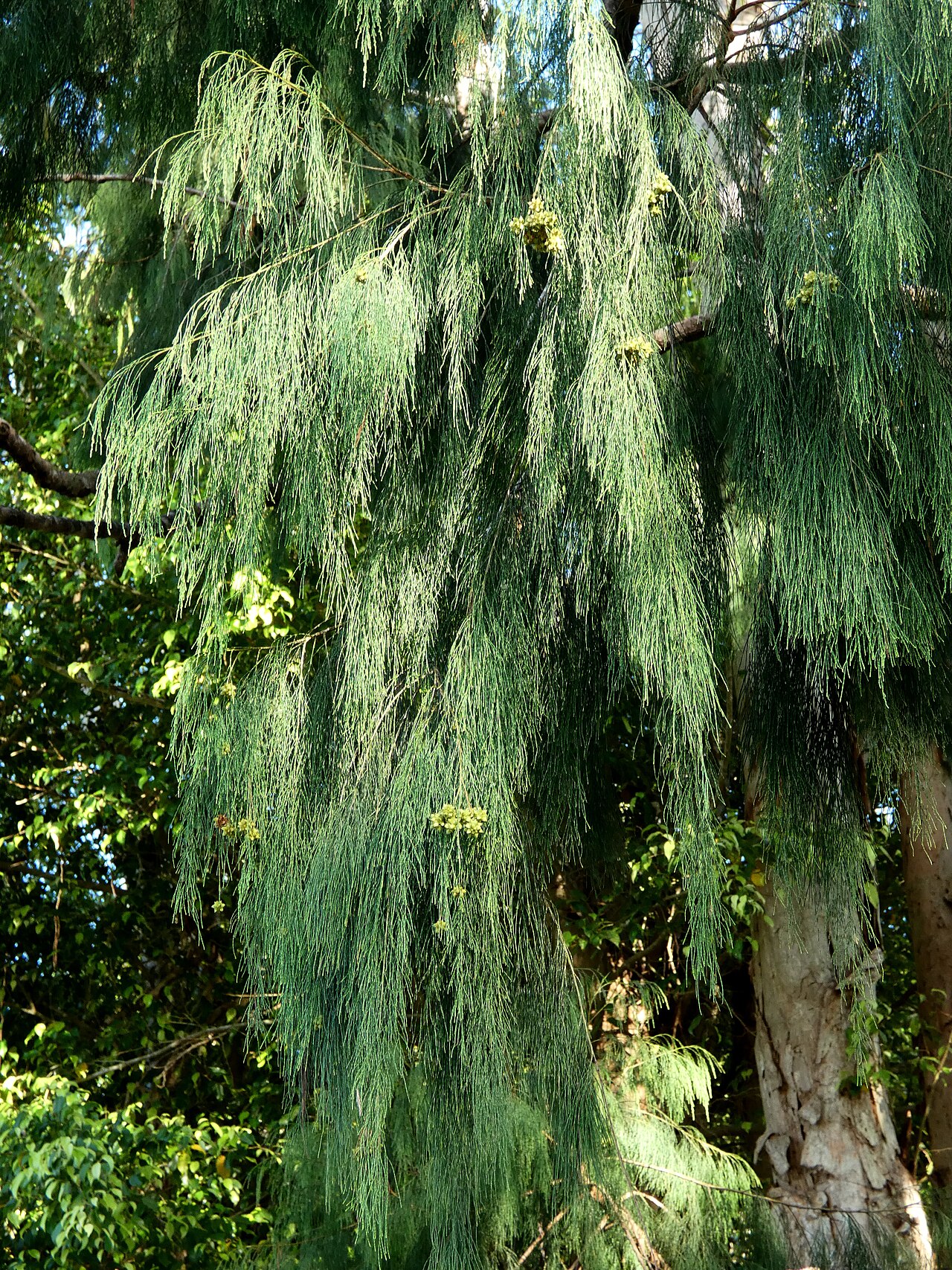 Gymnostoma papuanum: Gymnostoma papuanum in Cairns , Queensland