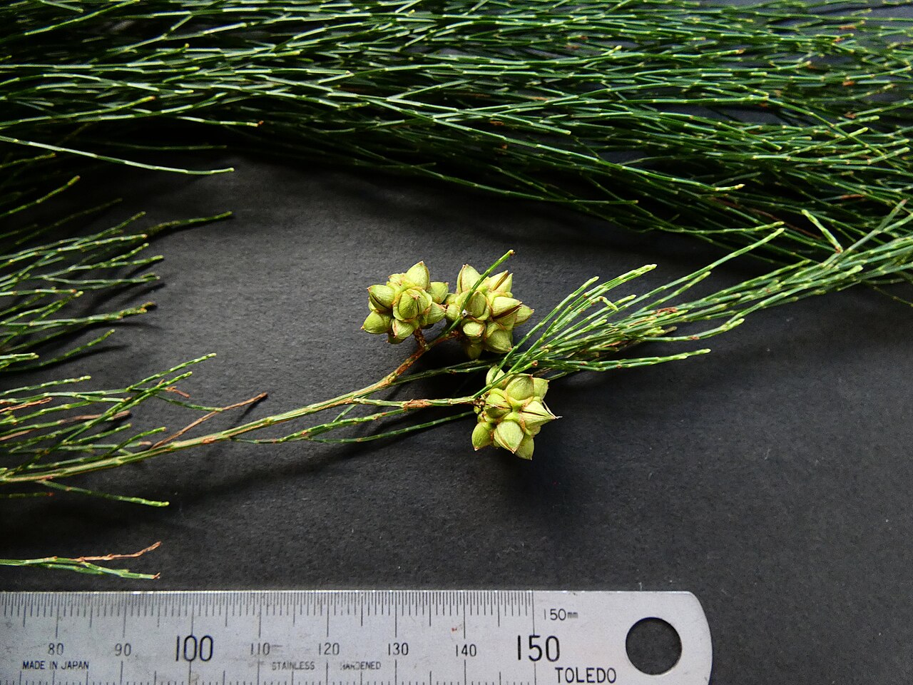 Gymnostoma papuanum: Gymnostoma papuanum leaves and immature fruit