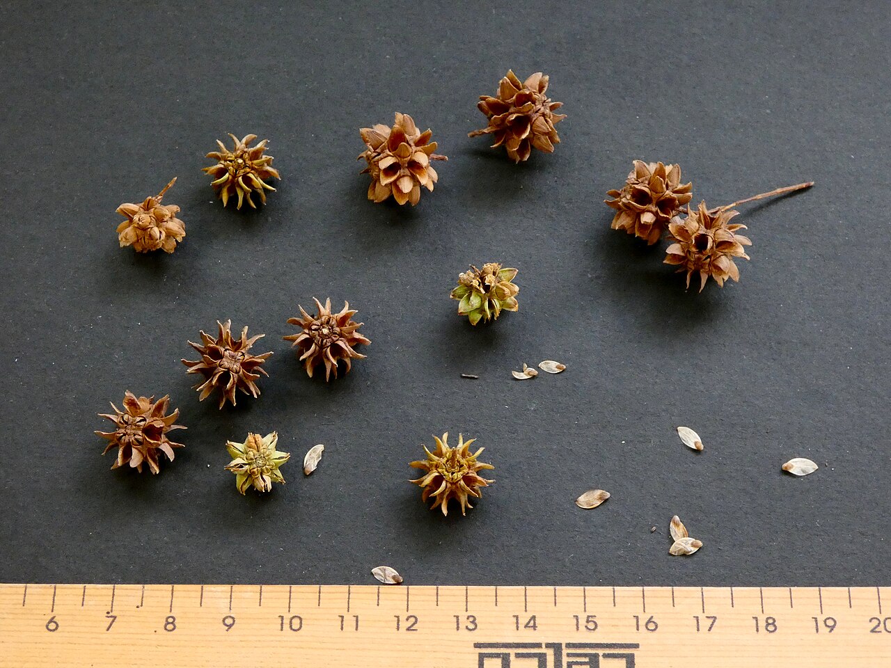 Gymnostoma papuanum: Fruit and seeds of Gymnostoma papuanum , cultivated at Cairns Botanic Gardens