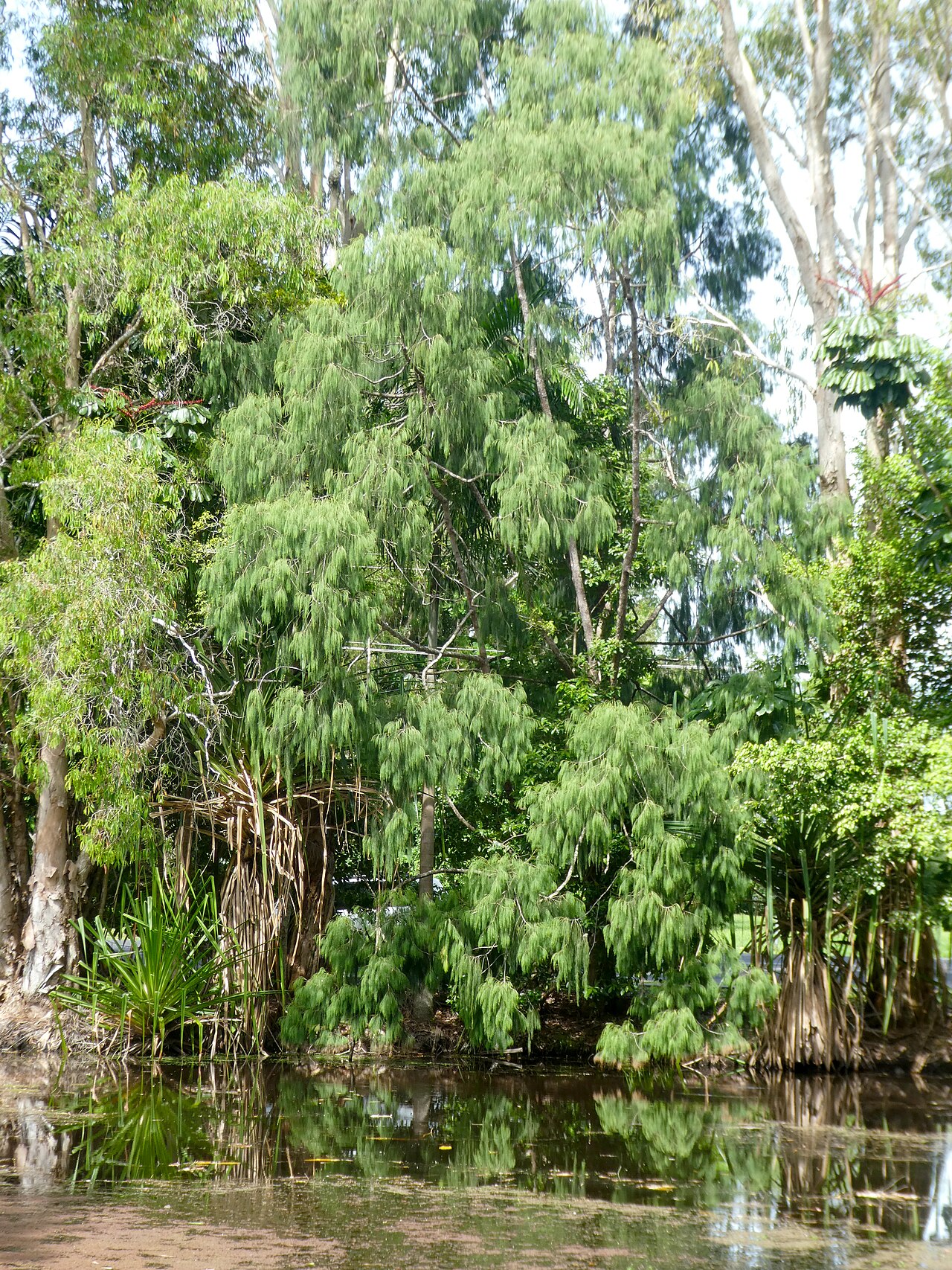 Gymnostoma papuanum: Gymnostoma papuanum at Cairns Botanic Gardens
