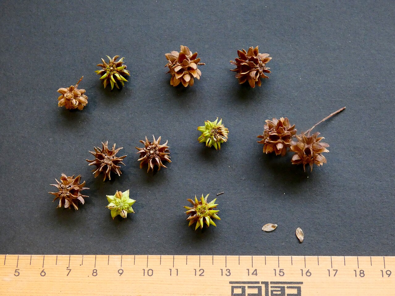 Gymnostoma papuanum: Fruit and seeds of Gymnostoma papuanum , cultivated at Cairns Botanic Gardens