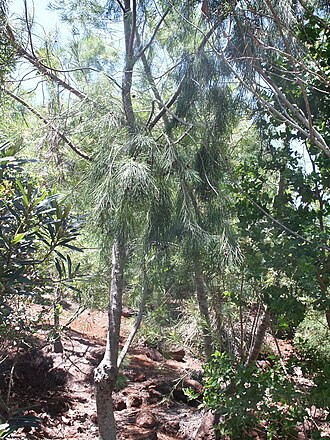 Gymnostoma poissonianum: Gymnostoma poissonianum au Parc Forestier de Nouméa - Nouvelle-Calédonie
