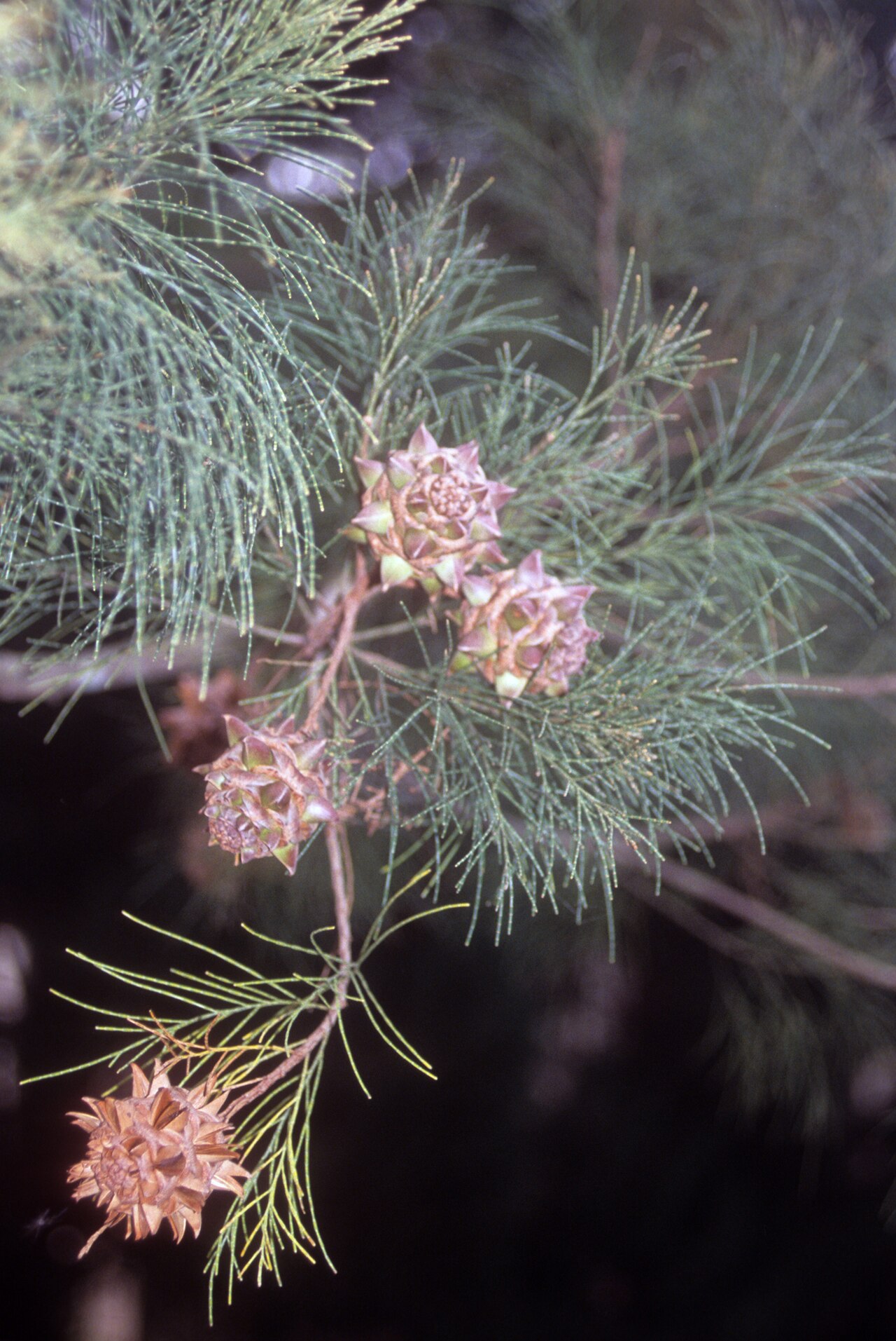 Gymnostoma poissonianum: cultivated, Forest Research Institute of Malaysia. Oct. 2002. from slide.