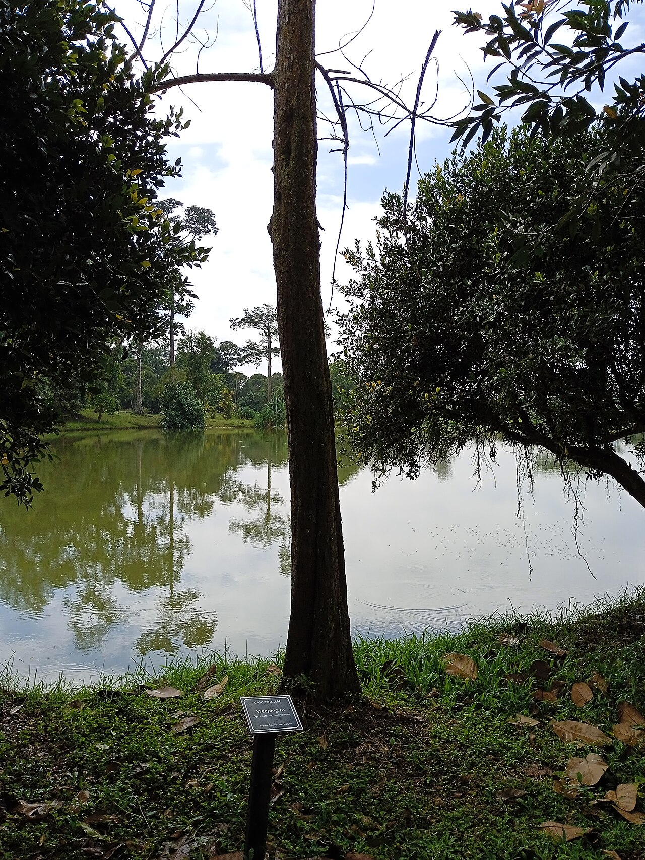 Weeping ru: Gymnastoma rumphianum di Taman Botani Kepong