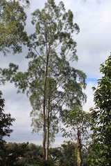 Weeping ru (Gymnostoma rumphianum)