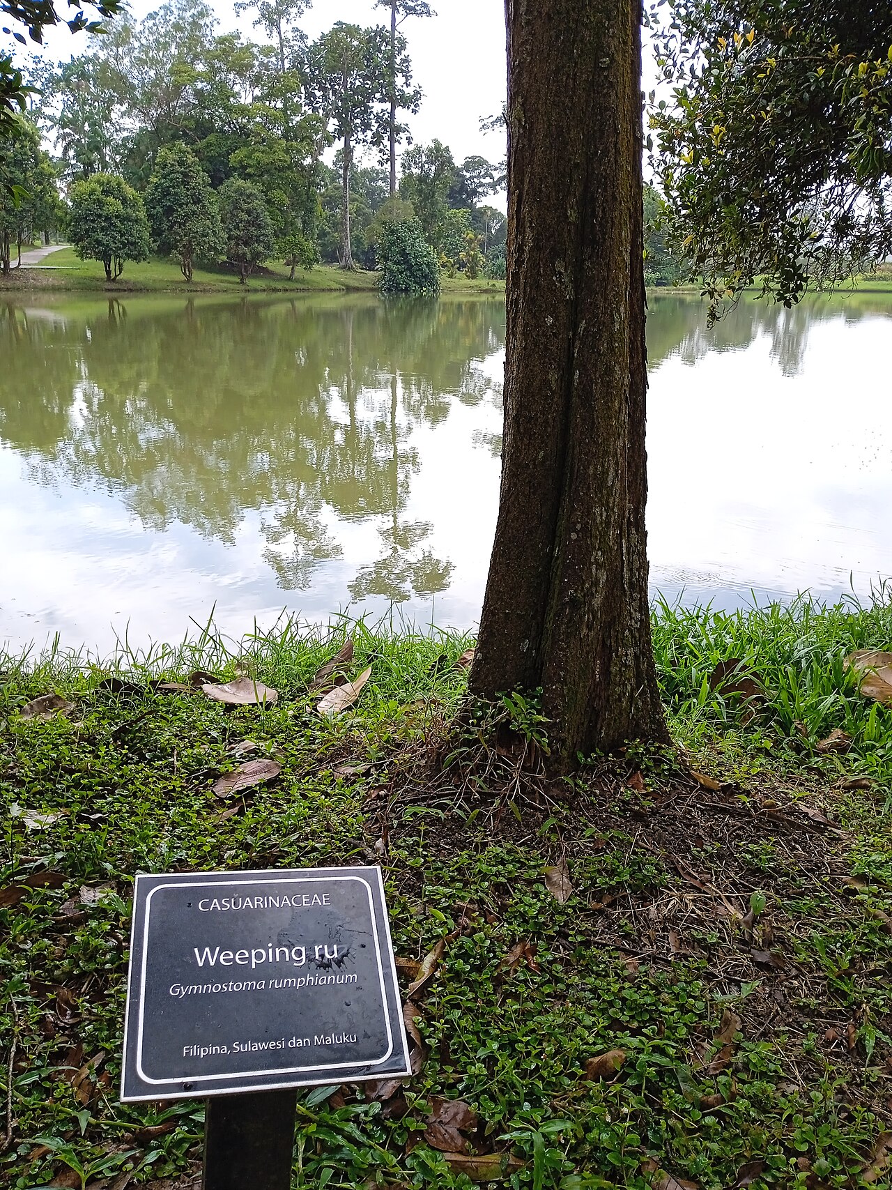 Weeping ru: Gymnastoma rumphianum di Taman Botani Kepong