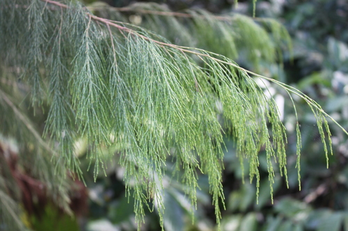 Weeping ru (Gymnostoma rumphianum)