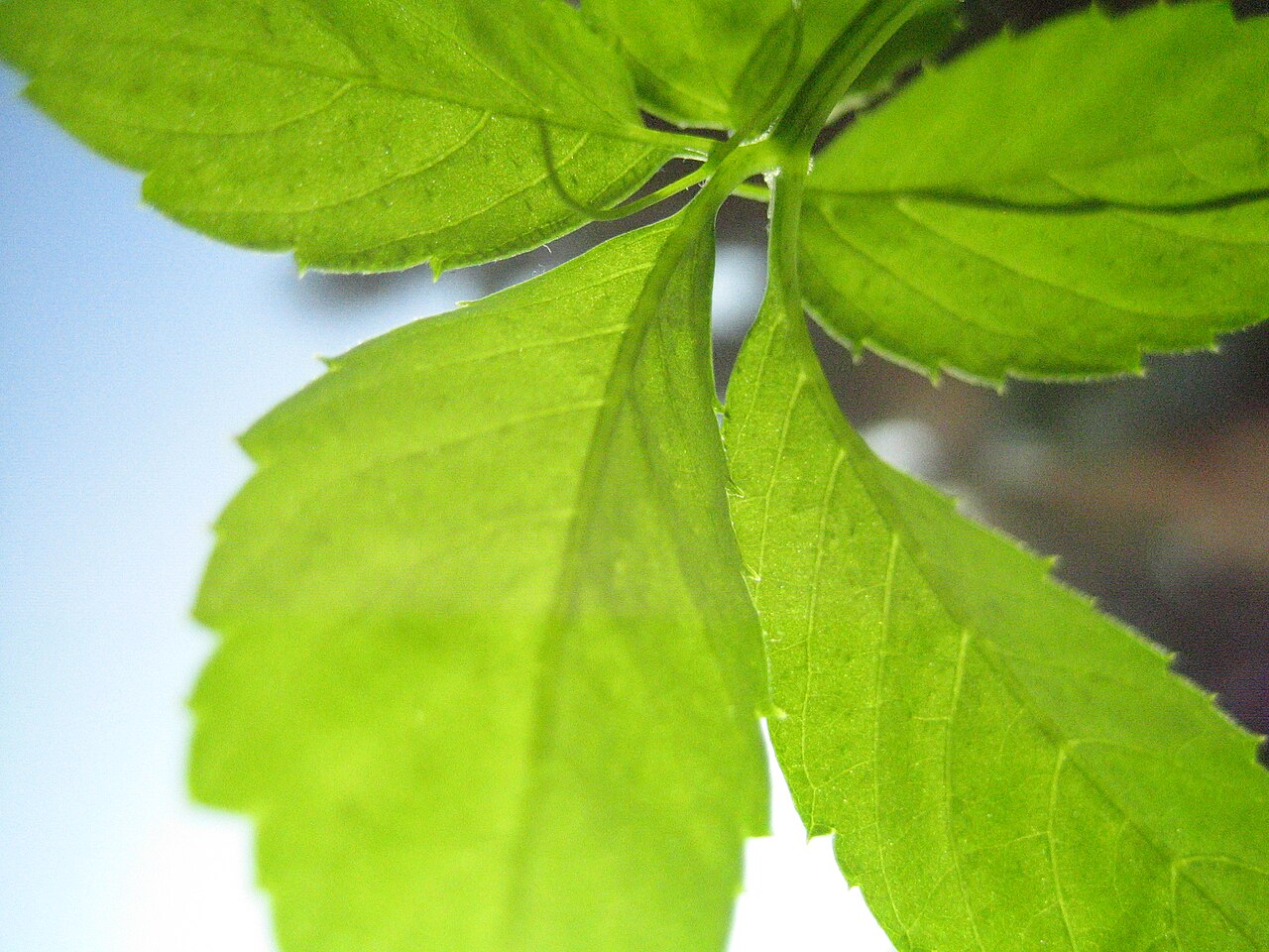 Gynostemma pentaphyllum: Gynostemma pentaphyllum