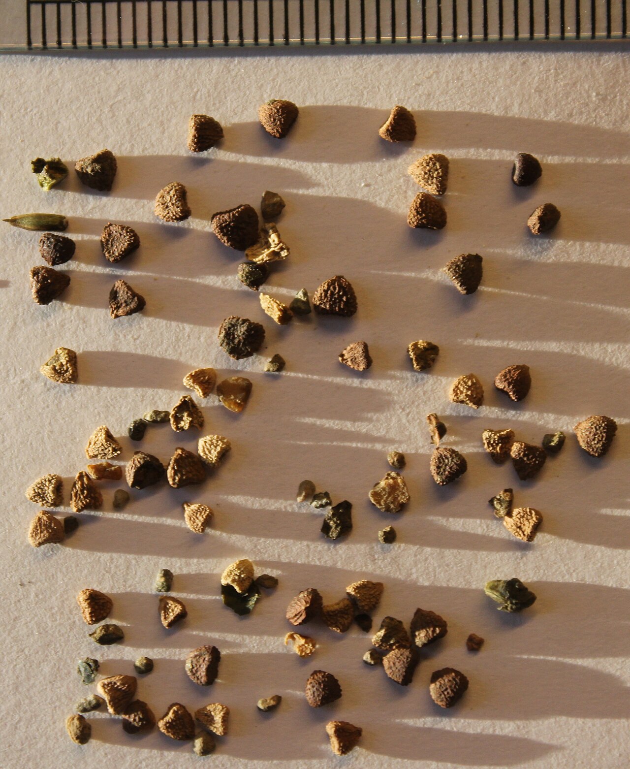Gynostemma pentaphyllum: Gynostemma pentaphyllum seeds.