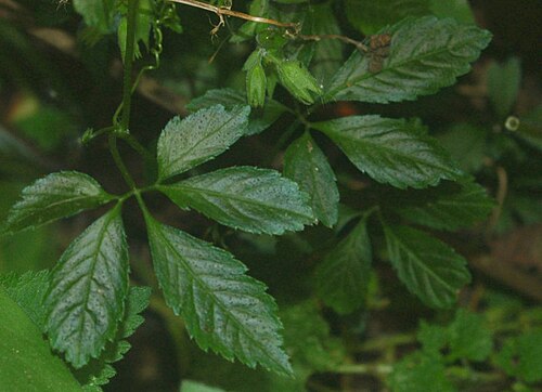 Gynostemma pentaphyllum: Gynostemma pentaphyllum