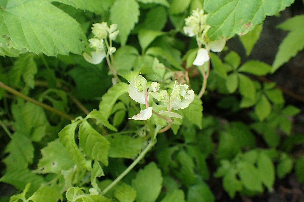 Gynostemma pentaphyllum: Gynostemma pentaphyllum in Wrocław University Botanical Garden