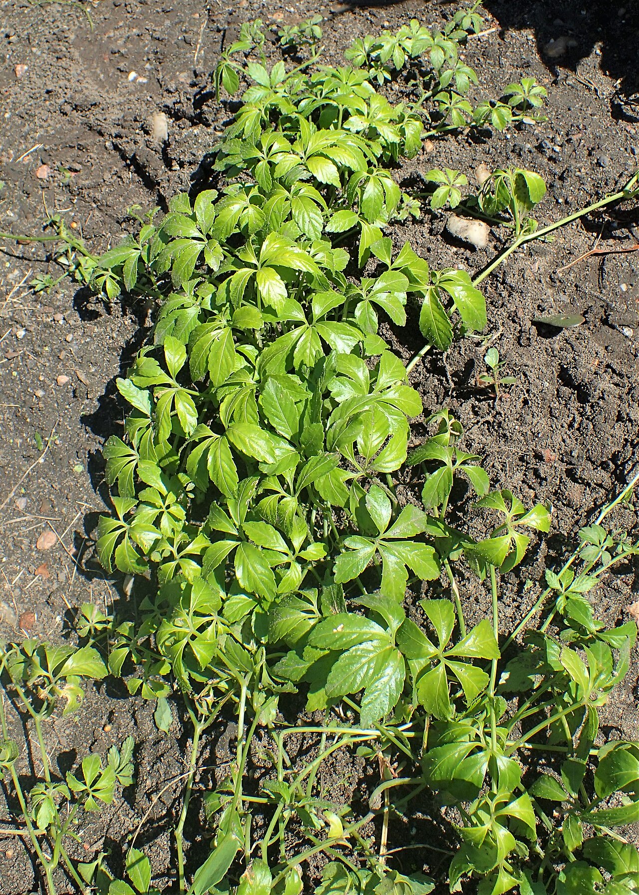 Gynostemma pentaphyllum: Gynostemma pentaphyllum in Wrocław University Botanical Garden