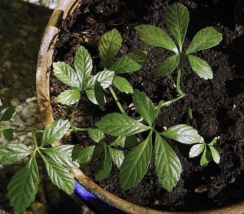 Gynostemma pentaphyllum: Gynostemma pentaphyllum growing in potting soil.