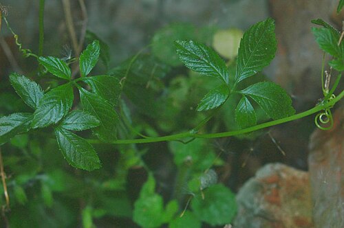Gynostemma pentaphyllum: Gynostemma pentaphyllum