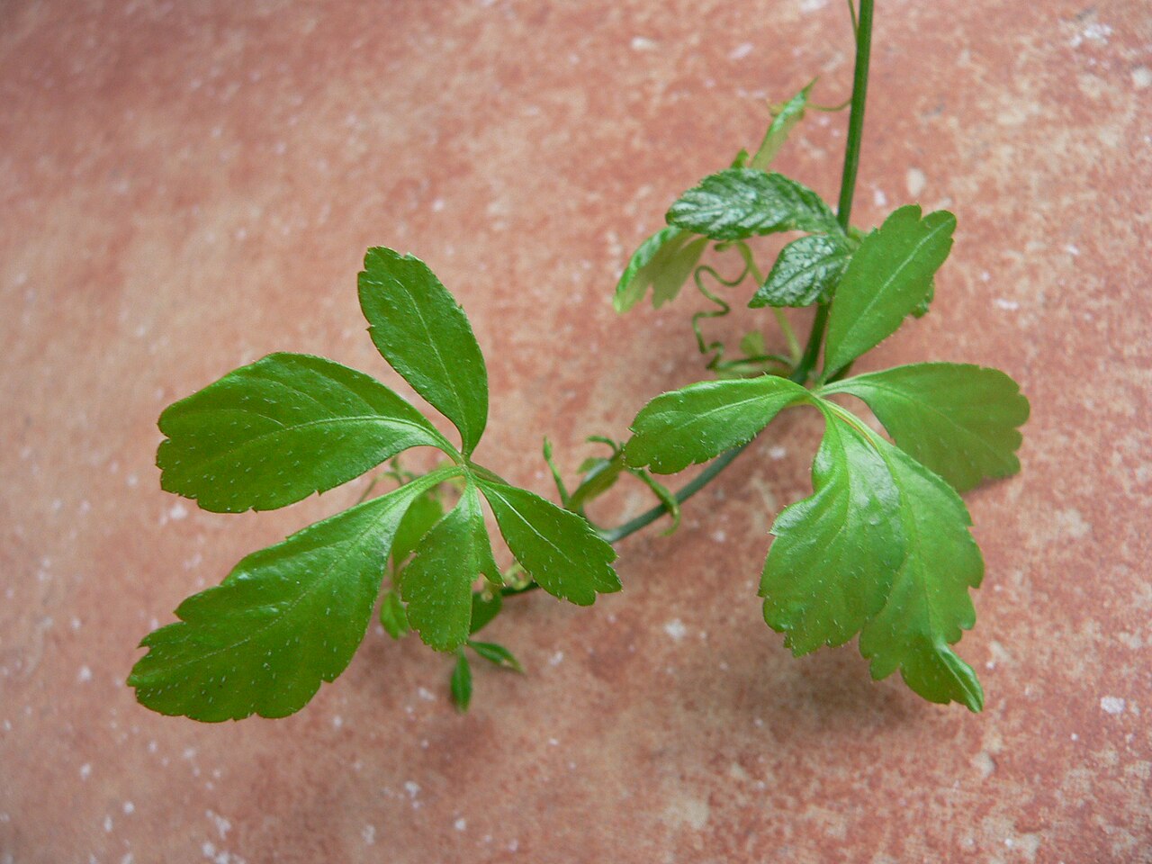 Gynostemma pentaphyllum: Baby jiaogulan plants
